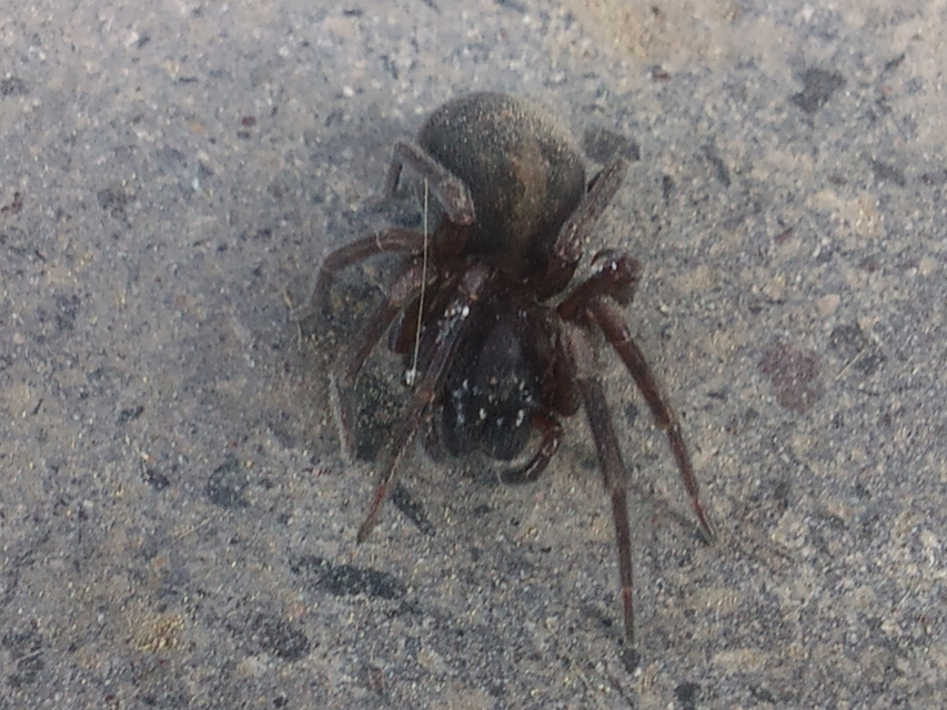 Amaurobius