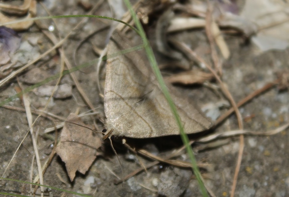 Herminia tarsicrinalis - szőröslábú karcsúbagoly