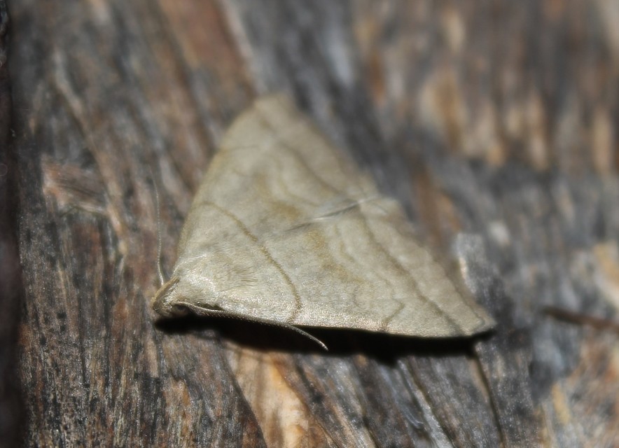 Herminia tarsicrinalis - szőröslábú karcsúbagoly