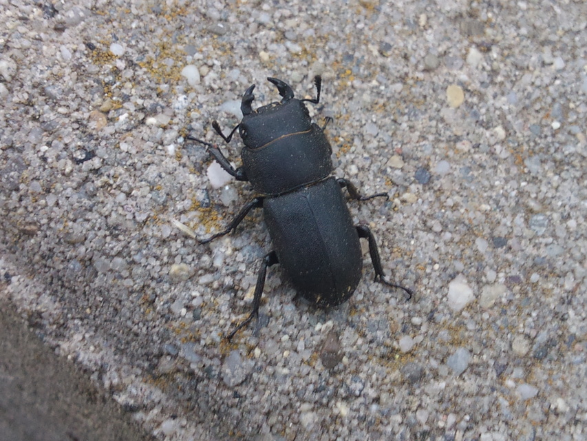 Dorcus parallelipipedus - kis szarvasbogár