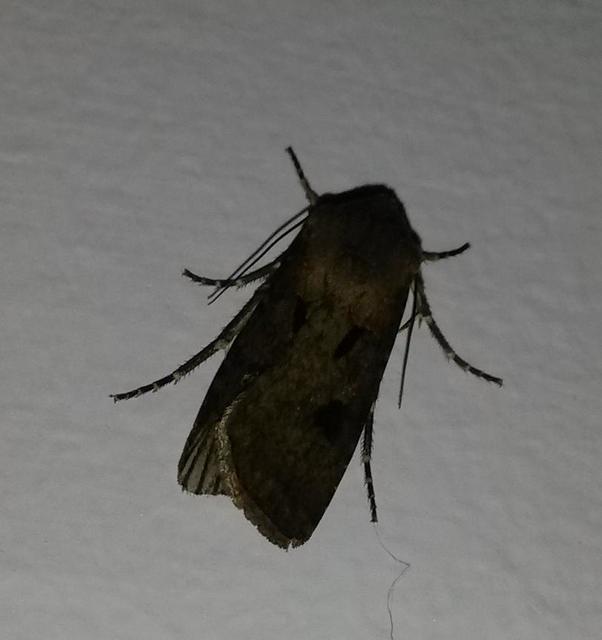Agrotis exclamationis - felkiáltójeles földibagoly
