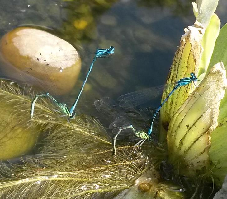 Coenagrion puella - azúrkék légivadász