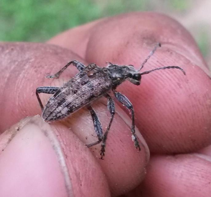 Rhagium inquisitor - fenyves-tövisescincér
