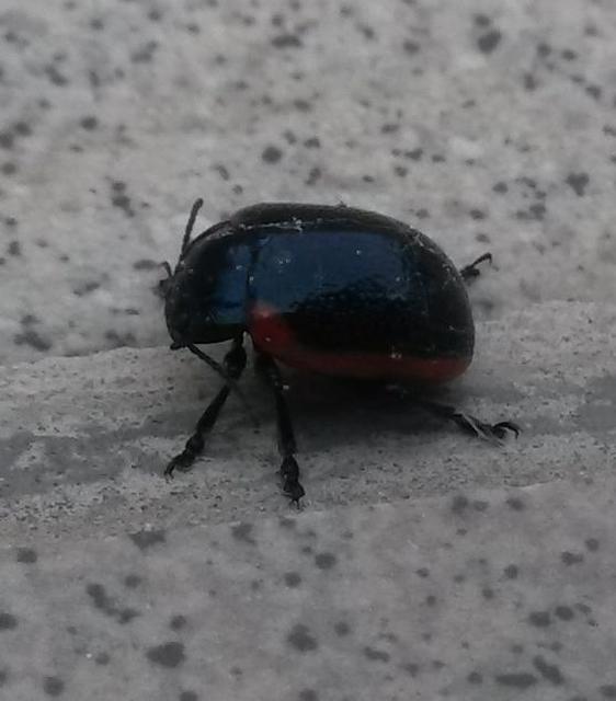 Chrysolina