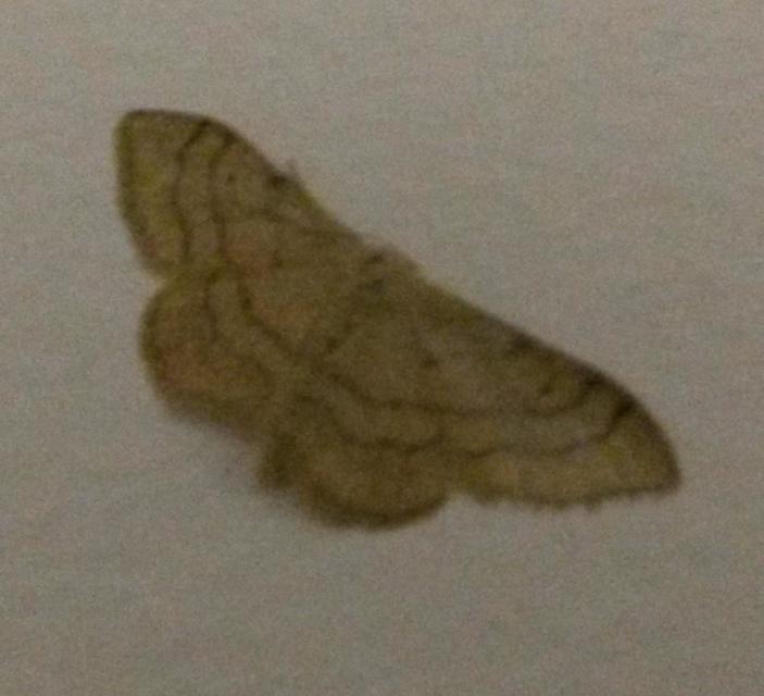 Idaea aversata - nagy sávosaraszoló