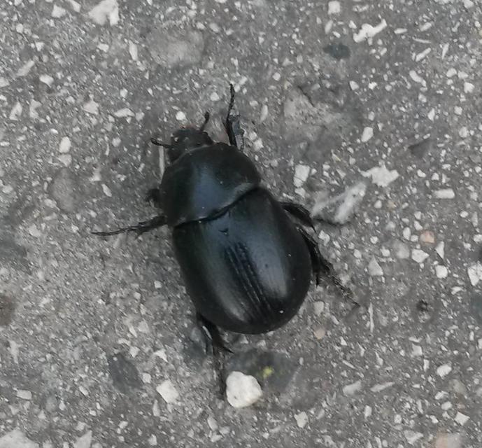 Pentodon idiota - butabogár