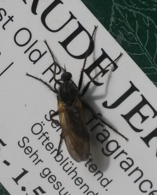 Empididae - táncoslegyek