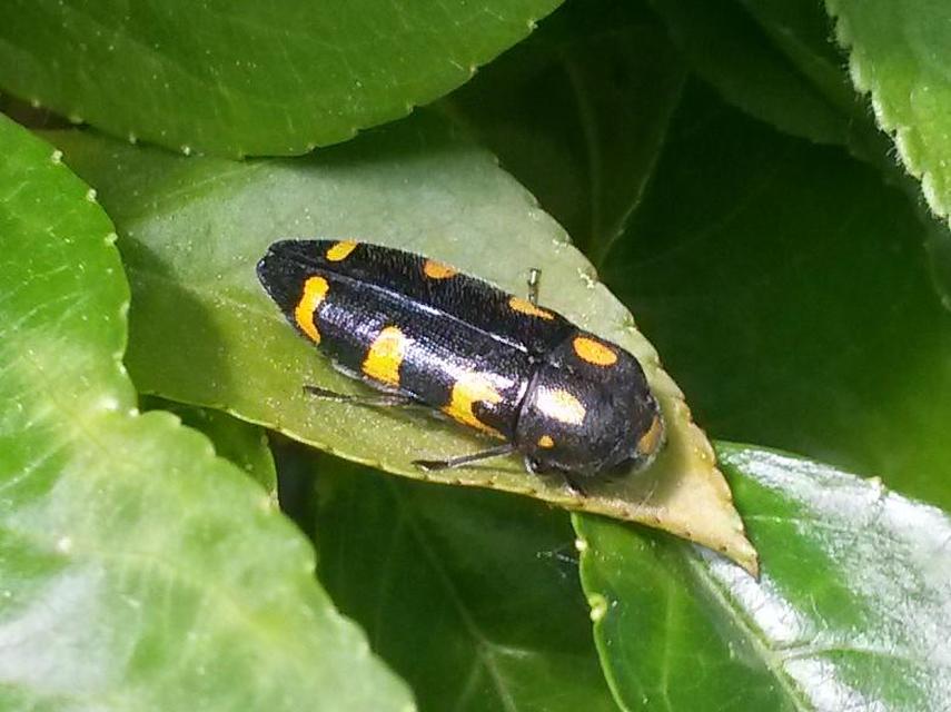 Ptosima undecimmaculata - sárgafoltos díszbogár