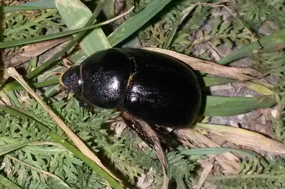 Pentodon idiota - butabogár