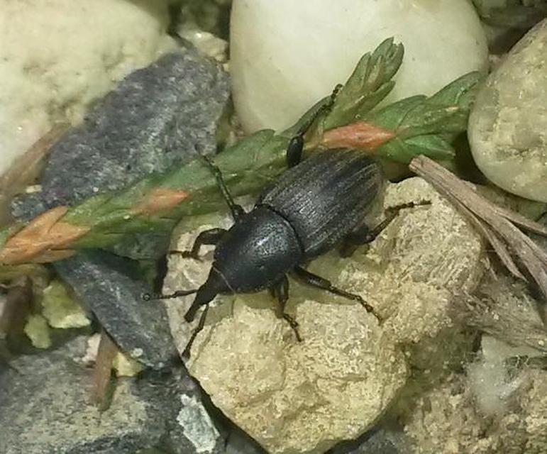 Sphenophorus striatopunctatus - mezei zsuzsok