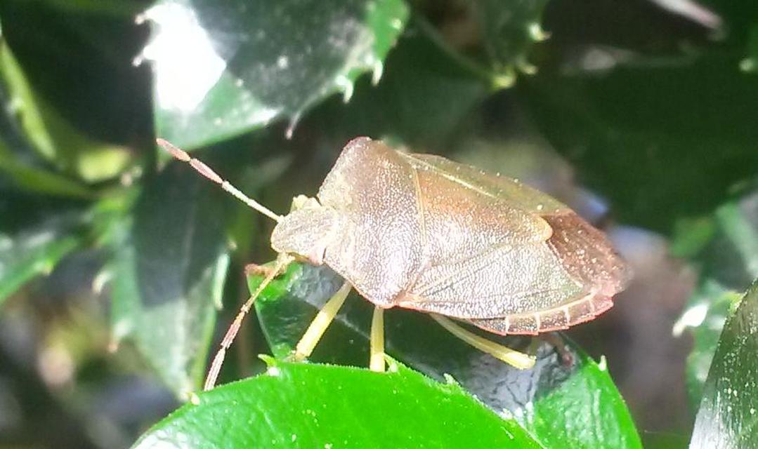 Palomena prasina - zöld bogyómászó-poloska Palomena prasina - zöld bogyómászó-poloska