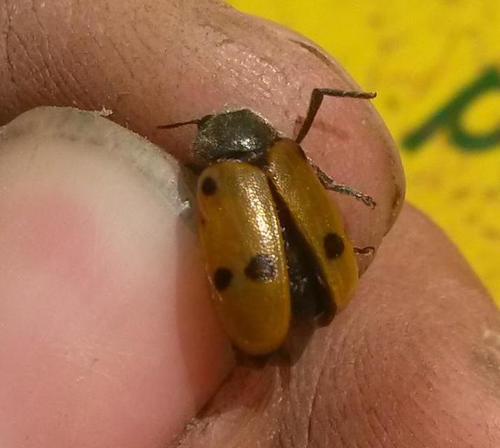 Lachnaia sexpunctata - szőrösnyakú zsákhordóbogár