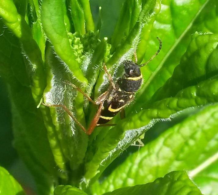 Clytus arietis - közönséges darázscincér