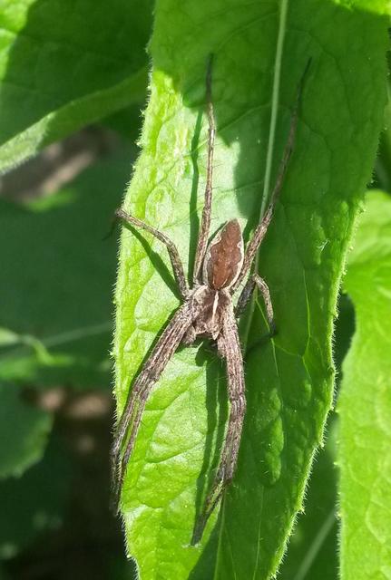 Pisaura mirabilis - csodáspók