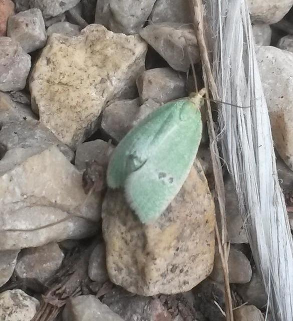 Tortrix viridana - tölgyilonca