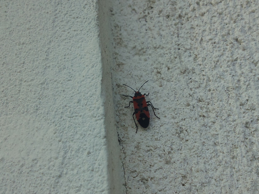 Lygaeus equestris/simulans