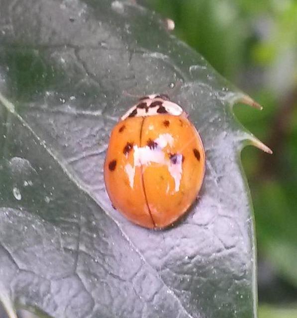 Harmonia axyridis - harlekinkatica