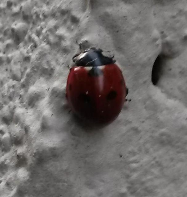 Coccinella septempunctata - hétpettyes katica