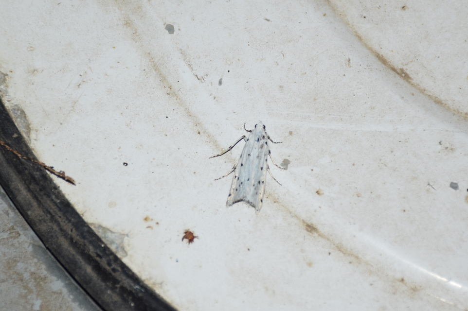 Myelois circumvoluta - pettyes karcsúmoly