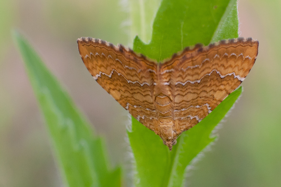 Camptogramma bilineata - kétvonalas sávosaraszoló