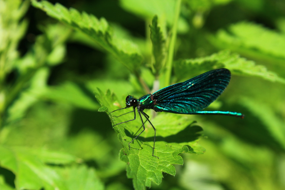 Calopteryx virgo - kisasszony-szitakötő