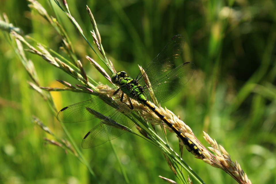 Ophiogomphus cecilia - zöld folyami-szitakötő