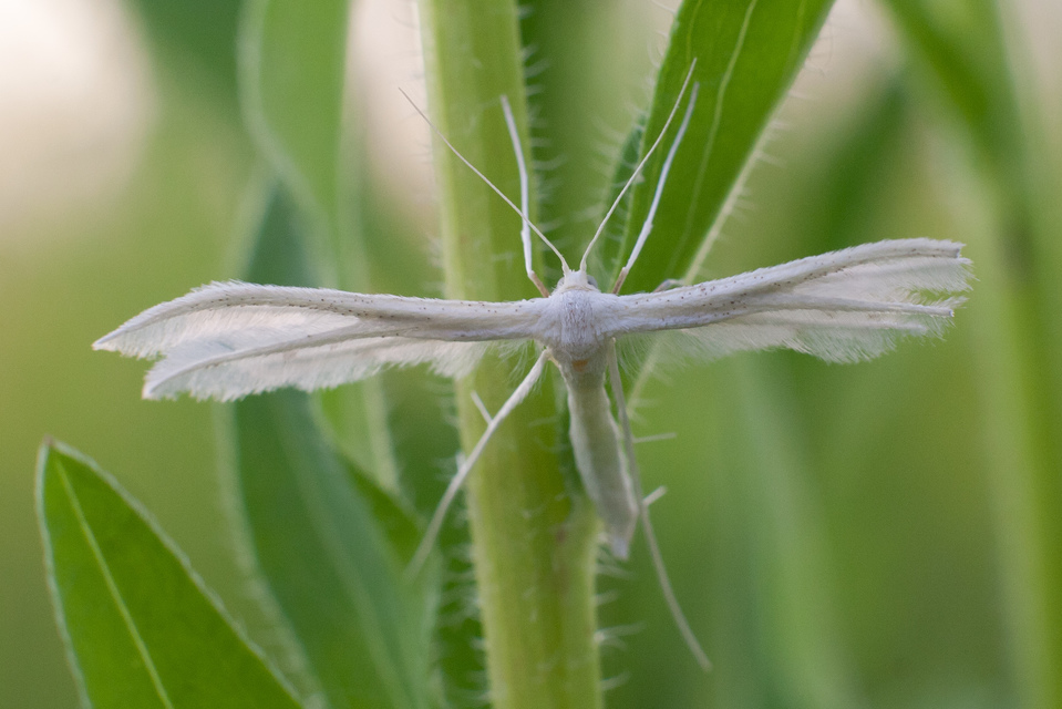 Pterophorus pentadactyla - fehér tollasmoly