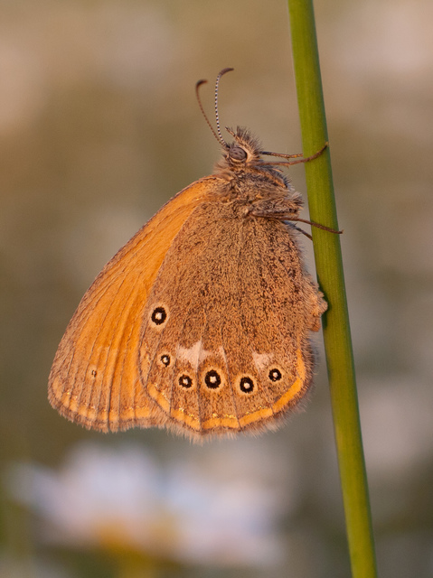 Coenonympha glycerion - közönséges szénalepke