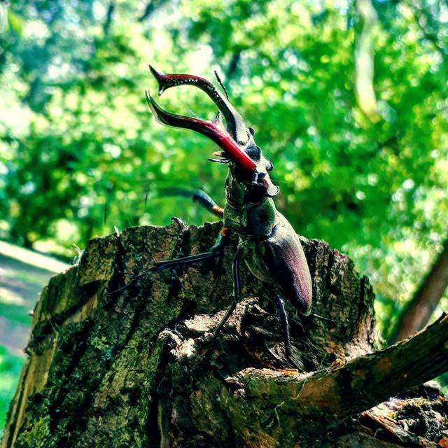 Lucanus cervus - nagy szarvasbogár