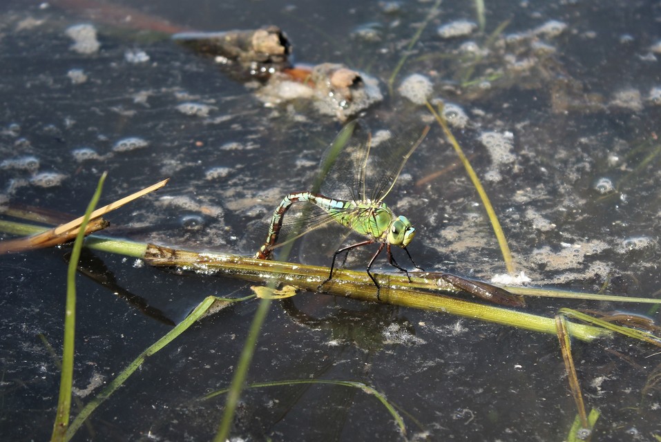 Anax imperator - zöld óriásacsa