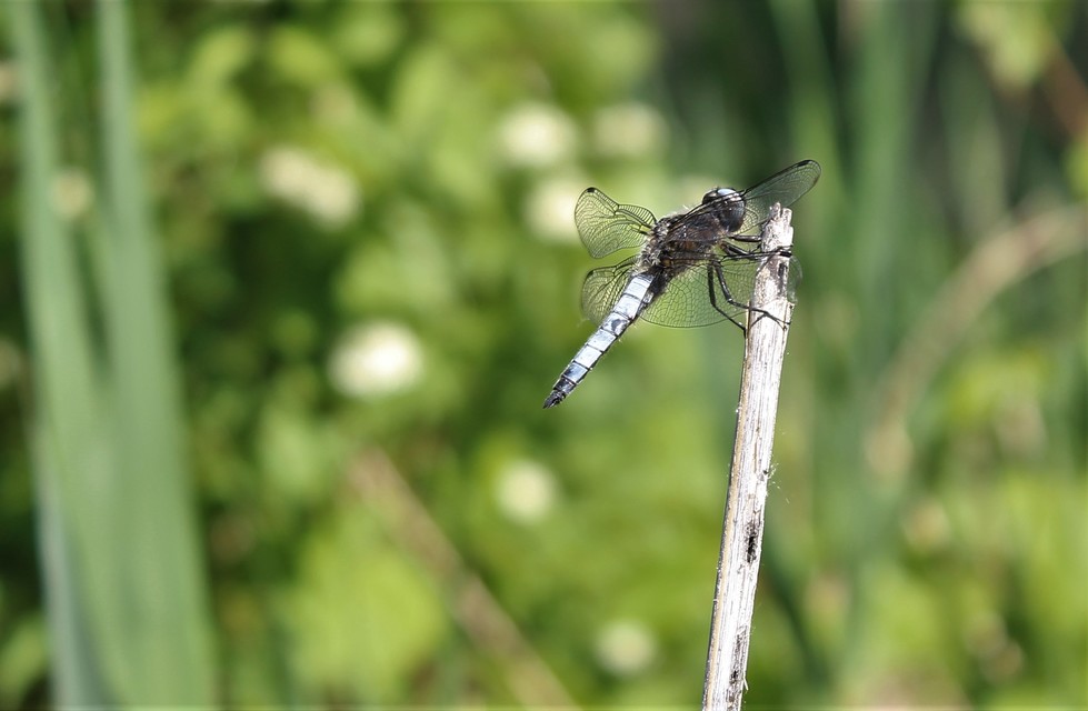 Libellula fulva - kisfoltos laposacsa