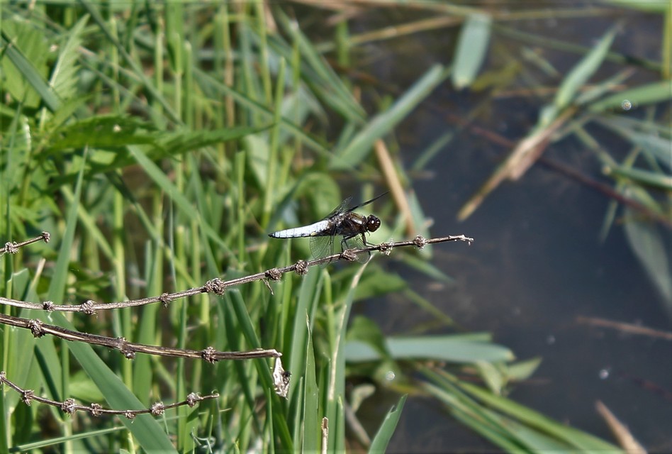 Libellula depressa - széles laposacsa