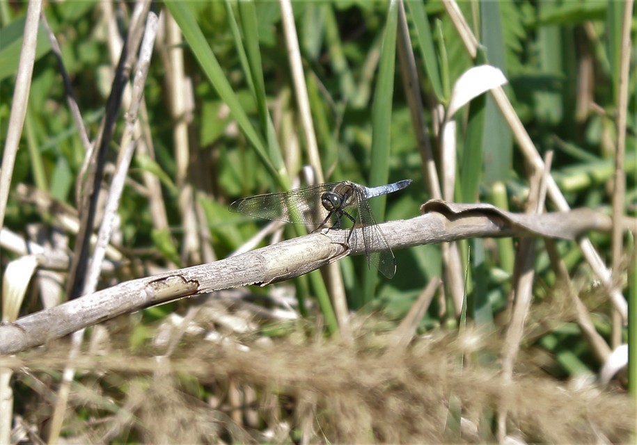 Orthetrum cancellatum - feketefarkú pásztorszitakötő