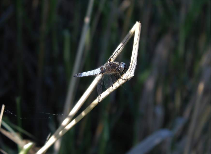 Libellula fulva - kisfoltos laposacsa