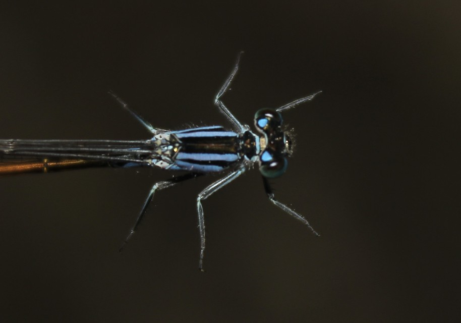 Ischnura elegans