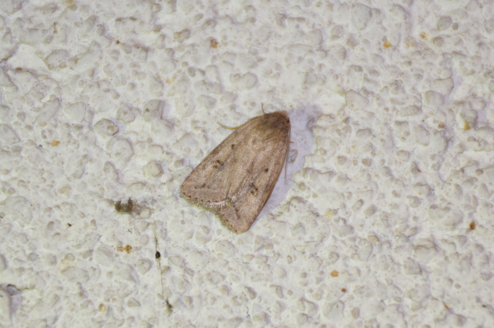 Athetis gluteosa - nyugtalan lápibagoly
