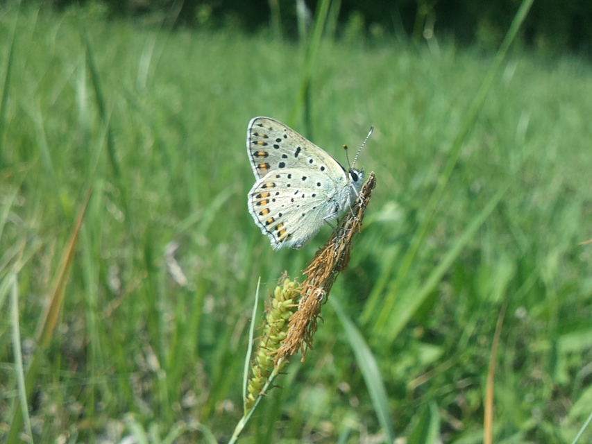 Lycaena tityrus - barna tűzlepke