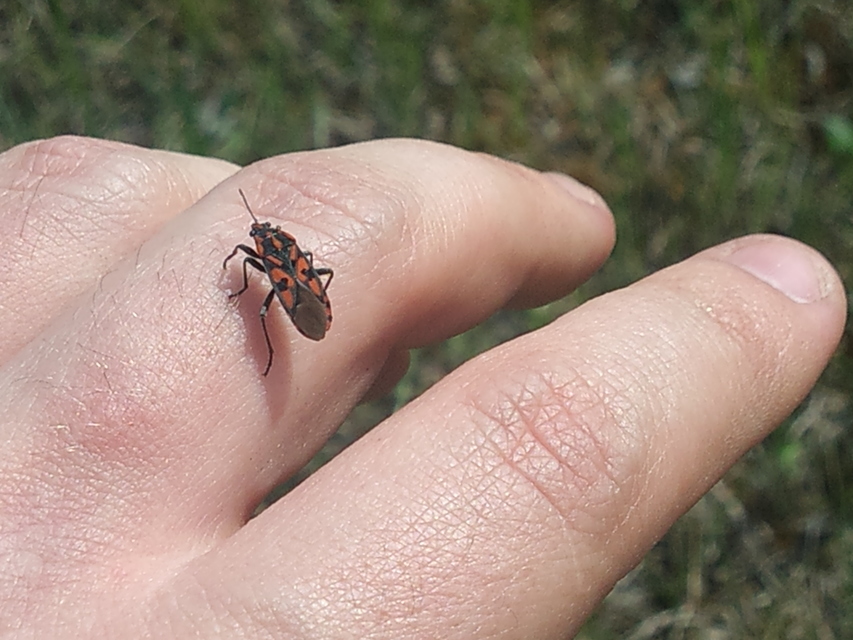 Spilostethus saxatilis - virágbodobács