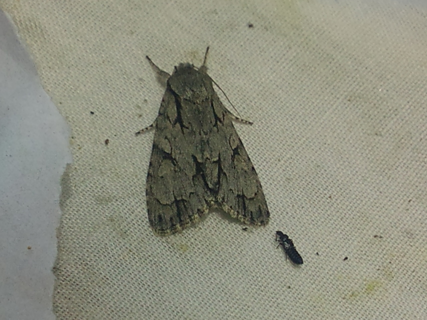 Acronicta cuspis/tridens/psi