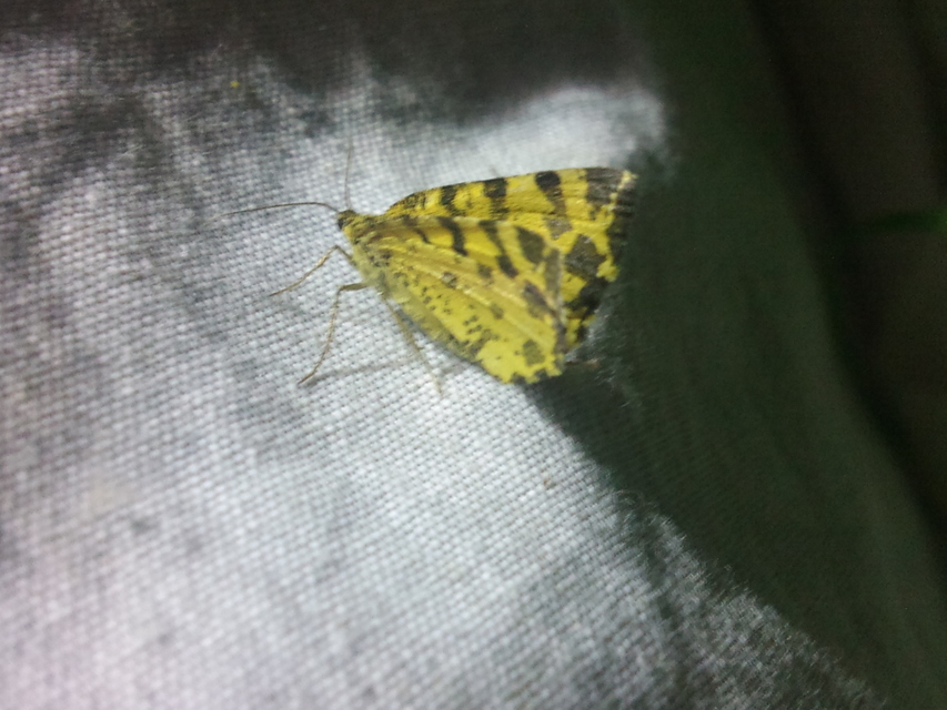 Pseudopanthera macularia - párducfoltos araszoló