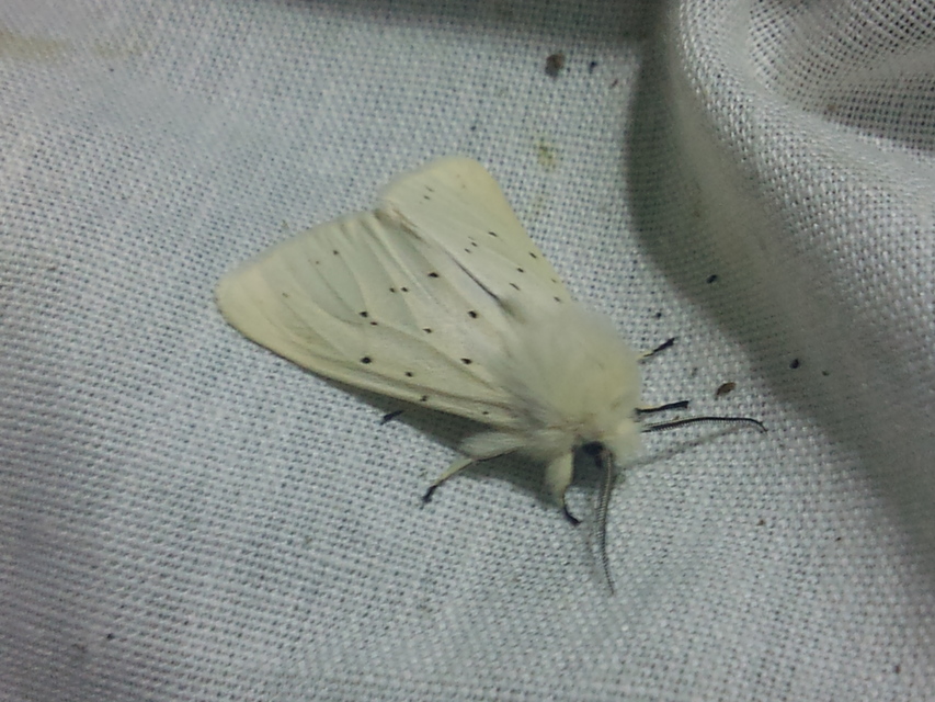 Spilosoma lubricipedum/urticae