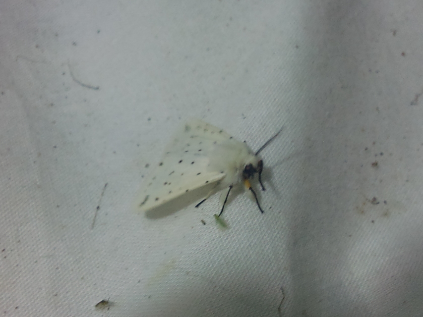 Spilosoma lubricipedum/urticae