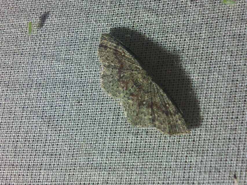 Cyclophora pendularia - fűzfa-pettyesaraszoló