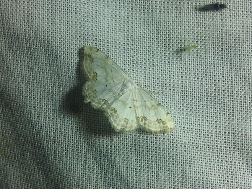 Scopula ornata - díszes fehéraraszoló
