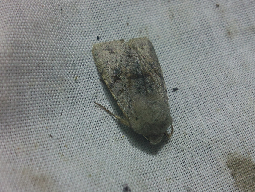 Orthosia incerta - változékony barkabagoly