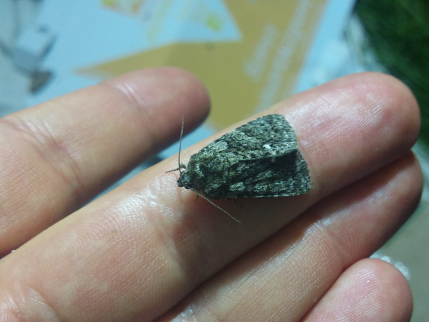 Acronicta rumicis - sóska-szigonyosbagoly