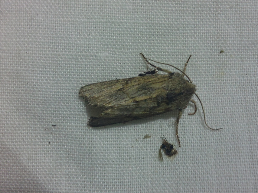 Egira conspicillaris - változékony szürkebagoly