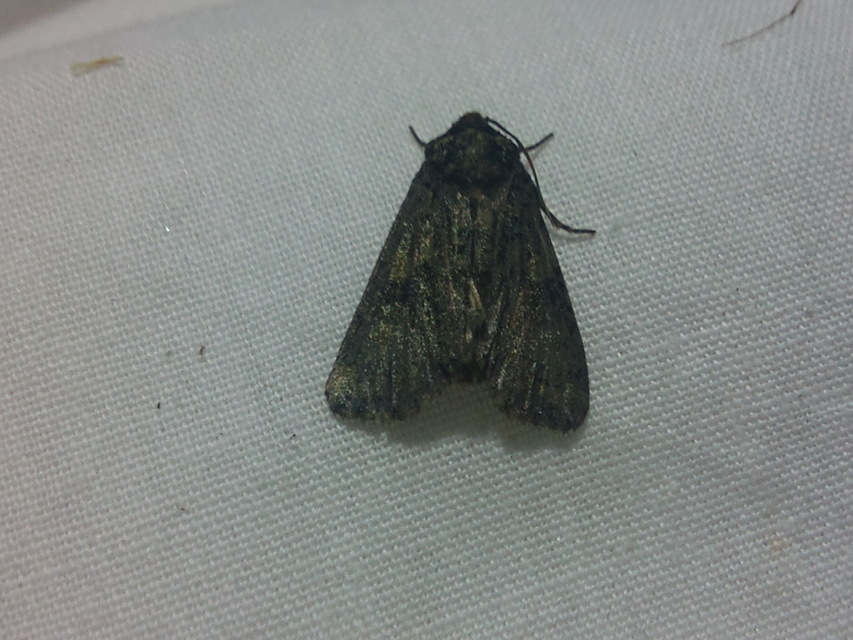 Craniophora ligustri - fagyalbagoly