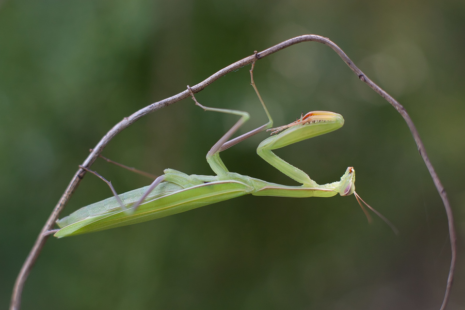 Mantis religiosa - imádkozósáska