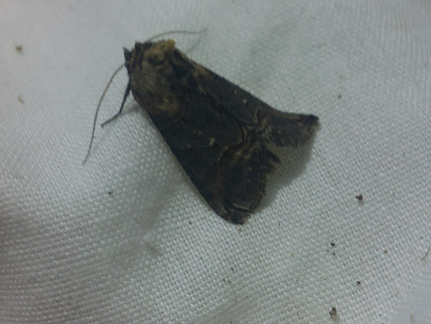 Abrostola triplasia - közönséges csalánbagoly